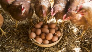 美国持续闹“蛋荒”，母鸡租赁生意火了-uusu优素-乐高,模型,3d打印,编程