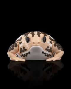 雨蛙-uusu优素-乐高,模型,3d打印,编程