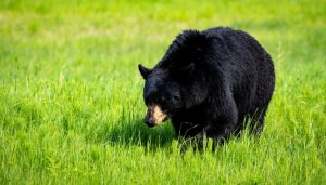 地方新闻精选 | 邯郸一野生动物园黑熊出逃 东莞一社区生三孩奖励5万-uusu优素-乐高,模型,3d打印,编程