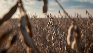 “美国粮仓”再吞关税苦果，农民喊话特朗普：停止贸易战-uusu优素-乐高,模型,3d打印,编程