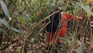 地方新闻精选 | 福建8岁男童爬山失踪已3天 一架无人机穿越大理三塔时“炸机”-uusu优素-乐高,模型,3d打印,编程