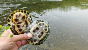 直通部委｜三部门：打击违法放生行为 卫健委：我国血液供需矛盾仍较明显-uusu优素-乐高,模型,3d打印,编程