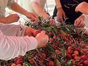 荔枝价格暴跌七成-uusu优素-乐高,模型,3d打印,编程