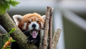 地方新闻精选 | 重庆一酒店推出小熊猫叫早服务被叫停 浙江两男子猎杀梅花鹿被判道歉赔偿-uusu优素-乐高,模型,3d打印,编程