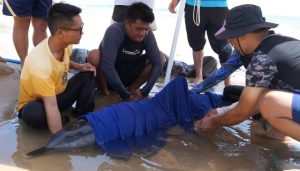 地方新闻精选 | 海南万宁一天救助两头搁浅海豚 广西11条河流出现超警洪水-uusu优素-乐高,模型,3d打印,编程