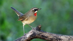 陕西“护鸟”行动升级，省委书记：全链条排查整治，形成高压震慑态势-uusu优素-乐高,模型,3d打印,编程