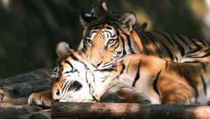 地方新闻精选 | 人工繁育华南虎开启野外生存模拟考试 中南大通报“有男子穿女装替考”-uusu优素-乐高,模型,3d打印,编程