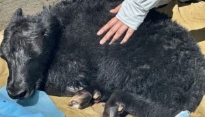 地方新闻精选 | 世界第一头体细胞克隆牦牛在拉萨诞生 湘潭大学投毒案二审将择期宣判-uusu优素-乐高,模型,3d打印,编程