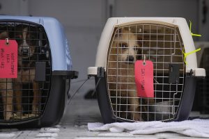 山洪频发之际防灾工程突然停工，美国20州要求联邦继续发放数十亿美元-uusu优素-乐高,模型,3d打印,编程