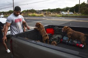 夏威夷观测到高度超1.5米海啸波,俄罗斯、日本多地降低警报-uusu优素-乐高,模型,3d打印,编程