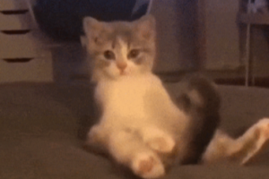 小猫咪的尾巴可是有大用处的 动图 哥们实在不行别装了-uusu优素-乐高,模型,3d打印,编程