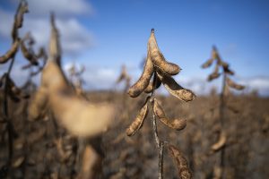 中国市场不可替代,美国豆农呼吁特朗普优先考虑大豆议题-uusu优素-乐高,模型,3d打印,编程