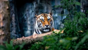 地方新闻精选 | 湖北鹤峰通报村民自称被“老虎”袭击 奔驰车逼停摩托车事件双方达成谅解-uusu优素-乐高,模型,3d打印,编程