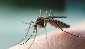 地方新闻精选 | 湖北多地提供基孔肯雅热免费检测 大理禁止在苍山违规组织“采菌游”-uusu优素-乐高,模型,3d打印,编程