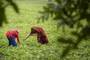 美国50%关税正式生效，或造成大量印度工人失业-uusu优素-乐高,模型,3d打印,编程