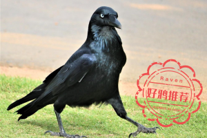 盘点游戏生物2——渡鸦-uusu优素-乐高,模型,3d打印,编程