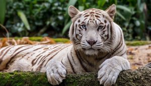 地方新闻精选 | 秦皇岛一动物园多名游客在猛兽区下车 娄底法院回应男子被判3次死刑才执行-uusu优素-乐高,模型,3d打印,编程