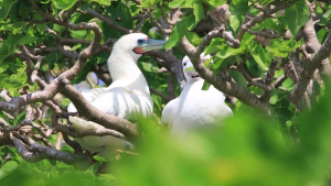 黄岩岛国家级自然保护区获批，范围和功能分区也定了-uusu优素-乐高,模型,3d打印,编程