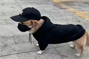 全网入侵，谁才是互联网赛级嘉豪-uusu优素-乐高,模型,3d打印,编程