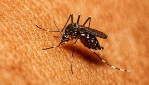 广东基孔肯雅热新增个案近两周持续下降，江门单日病例降至50例左右-uusu优素-乐高,模型,3d打印,编程