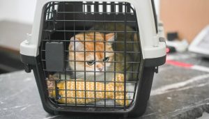 宠物乘坐公交地铁？杭州明确短期不具备条件，多城市部分线路尝试-uusu优素-乐高,模型,3d打印,编程