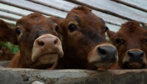 团伙收购200多头病死牛销售上百万，群众买到“臭牛肉”举报后26人获刑-uusu优素-乐高,模型,3d打印,编程