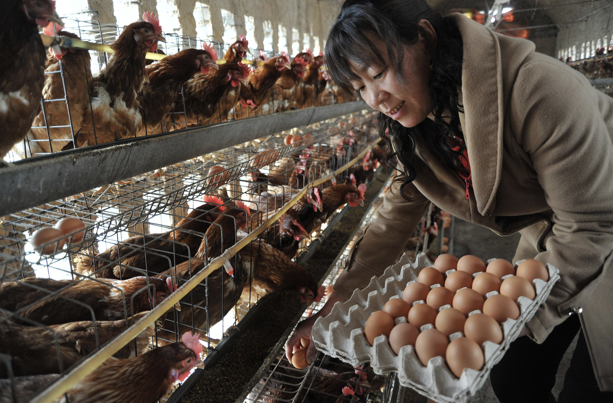 10月鸡蛋批发价同比下降近三成，供应充裕下蛋价仍将受压-uusu优素-乐高,模型,3d打印,编程