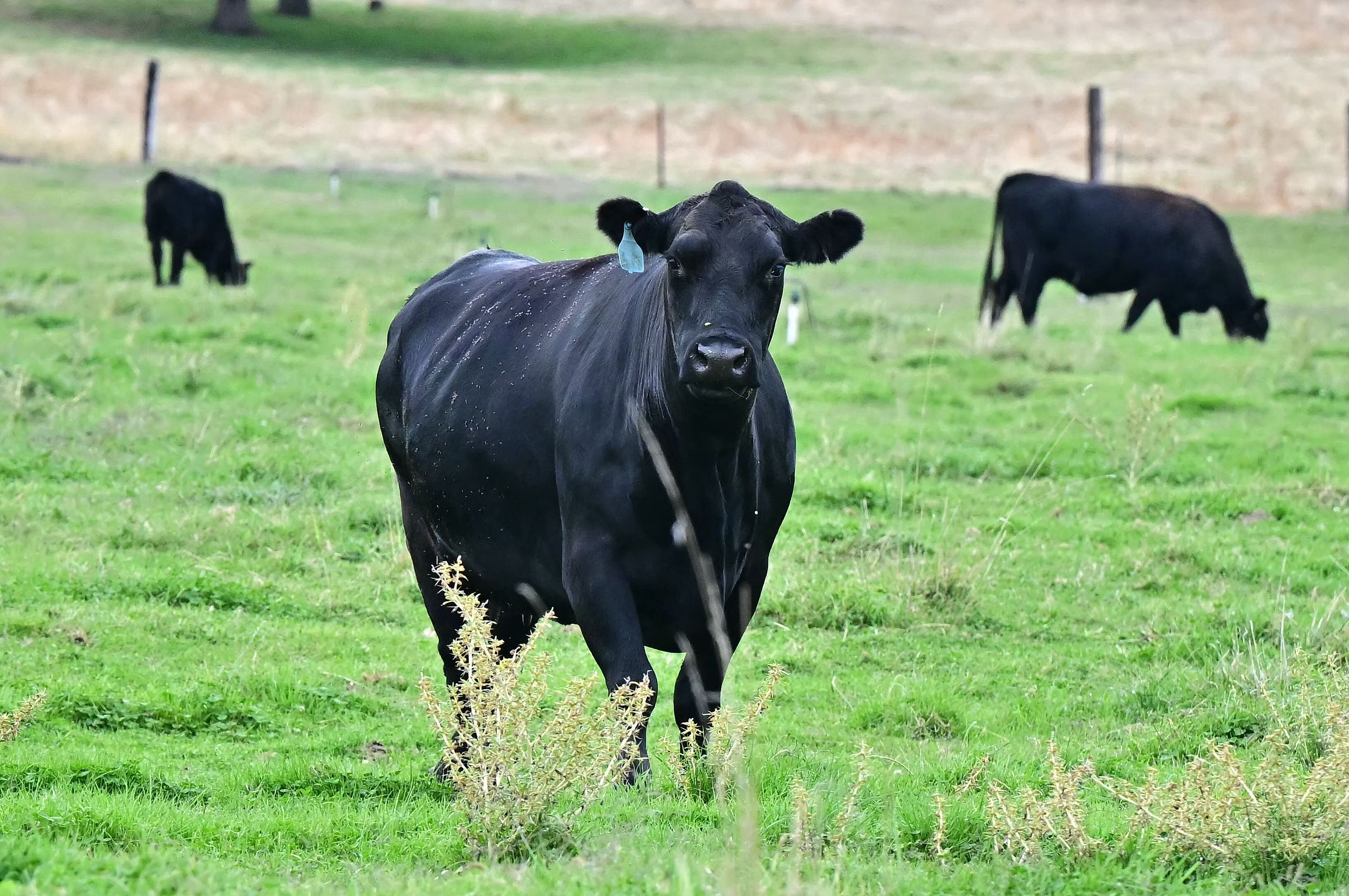 白宫将部分农产品移出“对等关税”清单，还要求处理相关退税-uusu优素-乐高,模型,3d打印,编程